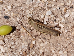 Eyprepocnemis plorans