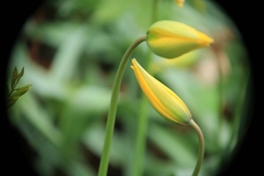 Tulipa sylvestris