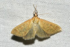 Ostrinia