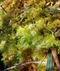 Sphagnum angermanicum