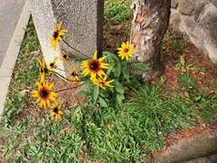 Rudbeckia fulgida