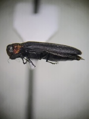 Agrilus ruficollis