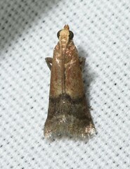 Eulogia ochrifrontella