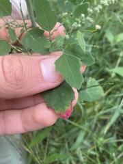 Norvellina chenopodii