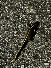 Triturus carnifex