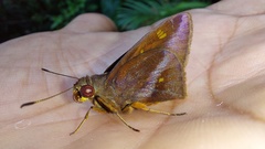 Talides sergestus