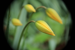 Tulipa sylvestris