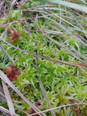 Sphagnum angermanicum