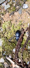 Carabus problematicus