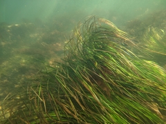 Zostera marina