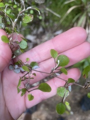 Helichrysum lanceolatum