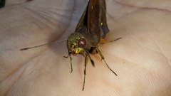 Talides sergestus