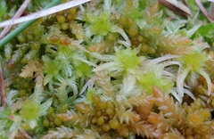Sphagnum angermanicum