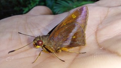 Talides sergestus