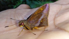 Talides sergestus