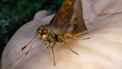 Talides sergestus