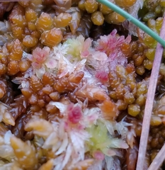 Sphagnum angermanicum
