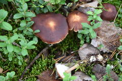Rhodocollybia prolixa distorta