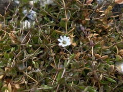 Stellaria humifusa
