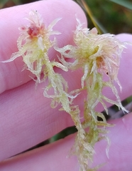 Sphagnum angermanicum
