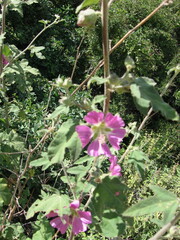 Malva unguiculata