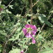 Malva unguiculata - Photo (c) mopuch, algunos derechos reservados (CC BY-NC)