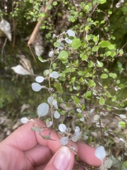Helichrysum lanceolatum