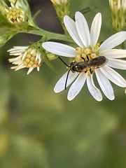 Dialictus