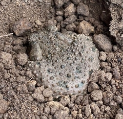 Anaxyrus compactilis