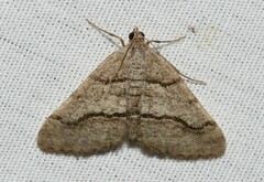 Digrammia continuata
