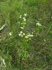 Erigeron annuus