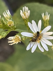 Dialictus