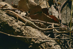 Trachylepis maculilabris