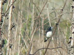 Spermestes bicolor nigriceps