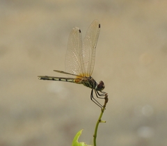 Trithemis pallidinervis