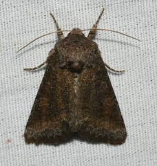 Lacinipolia meditata