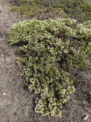 Baccharis pilularis pilularis
