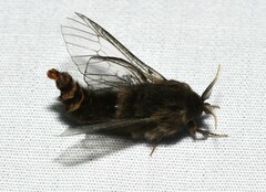 Thyridopteryx ephemeraeformis