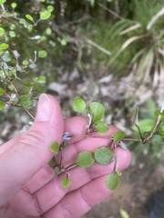 Helichrysum lanceolatum