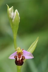 Ophrys apifera apifera
