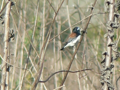 Spermestes bicolor nigriceps