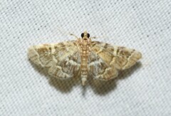 Anageshna primordialis