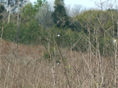 Spermestes bicolor nigriceps