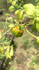Capsicum annuum