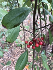 Aronia arbutifolia