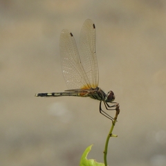 Trithemis pallidinervis