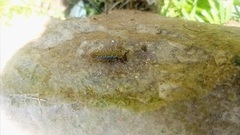 Scutigeromorpha