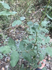 Rosa nutkana