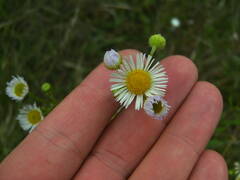Erigeron annuus