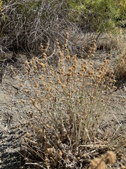 Marrubium